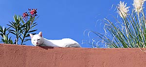 Cat on Wall